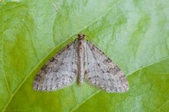 Trichopteryx carpinata - Early Tooth-striped, Woodside Nurseries, Austerfield.