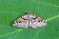 Xanthorhoe designata - Flame Carpet, Woodside Nurseries, Austerfield.