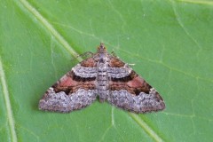 Xanthorhoe designata - Flame Carpet, Woodside Nurseries, Austerfield.