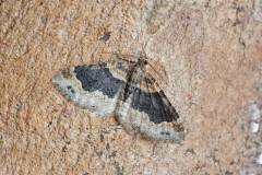 Xanthorhoe ferrugata - Dark-barred Twin-spot Carpet, Woodside Nurseries, Austerfield.