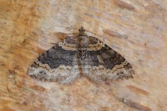 Xanthorhoe ferrugata - Dark-barred Twin-spot Carpet, Woodside Nurseries, Austerfield.