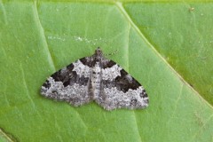 Xanthorhoe fluctuata - Garden Carpet, Woodside Nurseries, Austerfield.