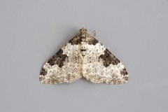 Xanthorhoe fluctuata - Garden Carpet, Woodside Nurseries, Austerfield.