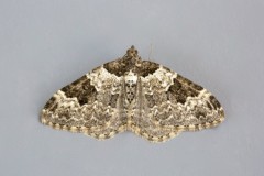 Xanthorhoe fluctuata - Garden Carpet, Woodside Nurseries, Austerfield.