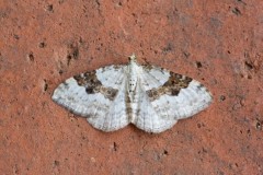 Xanthorhoe montanata - Silver-ground Carpet, Woodside Nurseries, Austerfield.