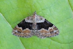 Xanthorhoe quadrifasiata - Large Twin-spot Carpet, Woodside Nurseries, Austerfield.