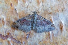 Xanthorhoe spadicearia - Red Twin-spot Carpet, Woodside Nurseries, Austerfield.