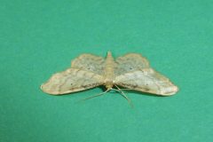 Idaea fuscovenosa  - Dwarf Cream Wave - Kirk Smeaton