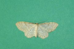 Idaea fuscovenosa  - Dwarf Cream Wave - Kirk Smeaton