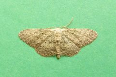 Idaea seriata - Small Dusty Wave - Kirk Smeaton