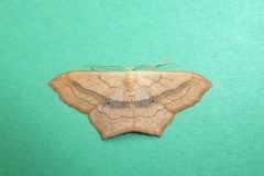 Scopula imitaria  - Small Blood-vein - Kirk Smeaton