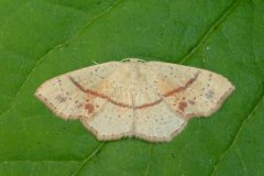 Cyclophora punctaria - Maiden's Blush - Kirk Smeaton