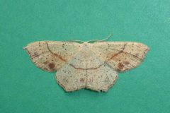 Cyclophora punctaria - Maiden's Blush - Kirk Smeaton