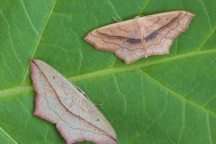 Blood-vein and Small Blood-vein comparison, Woodside Nurseries, Austerfield.