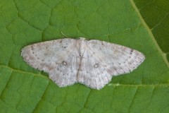 Cyclophora albipunctata - Birch Mocha, Woodside Nurseries, Austerfield.