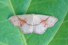 Cyclophora punctaria - Maiden’s Blush, Woodside Nurseries, Austerfield.