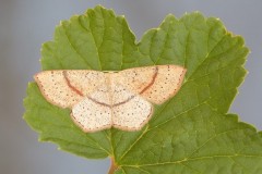 Cyclophora punctaria - Maiden’s Blush, Woodside Nurseries, Austerfield.