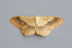 Idaea aversata - Riband Wave, Woodside Nurseries, Austerfield.