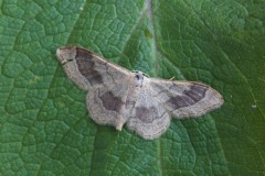 Idaea aversata - Riband Wave, Woodside Nurseries, Austerfield.