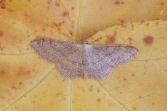 Idaea aversata ab remutata - Riband Wave, Woodside Nurseries, Austerfield.