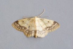 Idaea biselata - Small Fan-footed Wave, Woodside Nurseries, Austerfield.