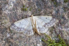 Idaea biselata - Small Fan-footed Wave, Woodside Nurseries.