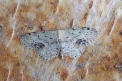 Idaea dimidiata - Single-dotted Wave, Woodside Nurseries, Austerfield.