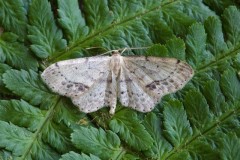 Idaea dimidiata - Single-dotted Wave, Woodside Nurseries, Austerfield.