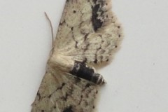 Idaea dimidiate - Single-dotted Wave, Cusworth Lane, Doncaster