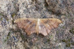 Idaea emarginata - Small Scallop, Woodside Nurseries, Austerfield.