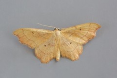 Idaea emarginata - Small Scallop, Woodside Nurseries, Austerfield.