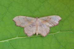 Idaea emarginata - Small Scallop, (male), Woodside Nurseries, Austerfield.