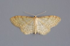 Idaea fuscovenosa - Dwarf Cream Wave, Woodside Nurseries, Austerfield.