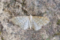 Idaea fuscovenosa - Dwarf Cream wave, Woodside Nurseries, Austerfield.