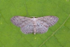 Idaea seriata - Small Dusty Wave, Woodside Nurseries, Austerfield.