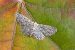 Idaea seriata - Small Dusty Wave, Woodside Nurseries, Austerfield.