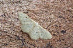 Idaea straminata - Plain Wave, Woodside Nurseries, Austerfield.