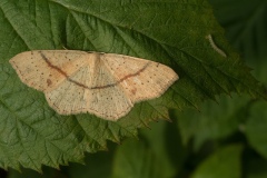 Maiden's Blush - Cyclophora punctaria, Lindrick Golf Course.