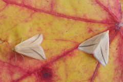 Rhodometra sacraria - The Vestal, Woodside Nurseries, Austerfield.