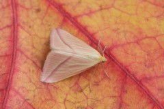 Rhodometra sacraria - The Vestal, Woodside Nurseries, Austerfield.