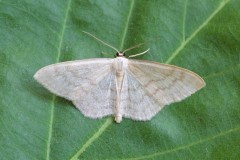 Scopula floslactata - Cream Wave, Woodside Nurseries, Austerfield.