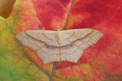 Scopula imitaria - Small Blood-vein, Woodside Nurseries, Austerfield.