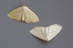 Scopula immutata - Lesser Cream Wave, Woodside Nurseries, Austerfield.