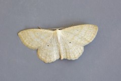 Scopula immutata - Lesser Cream Wave, Woodside Nurseries, Austerfield.