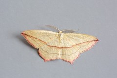 Timandra comae - Blood-vein, Woodside Nurseries, Austerfield.