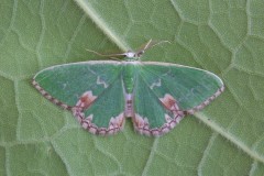 Comibaena bajularia - Blotched Emerald, Woodside Nurseries, Austerfield.