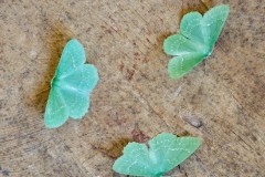 Geometra papilionaria - Large Emerald, Woodside Nurseries, Austerfield.