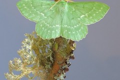 Geometra papilionaria - Large Emerald, Woodside Nurseries, Austerfield.