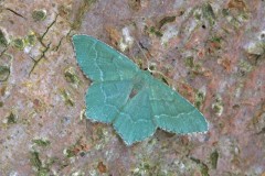 Hemithea aestivaria - Common Emerald, Woodside Nurseries, Austerfield.