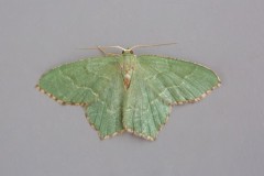 Hemithea aestivaria - Common Emerald, Woodside Nurseries, Austerfield.